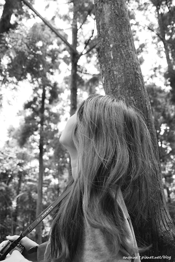 廖西瓜@陽明山竹子湖黑森林9