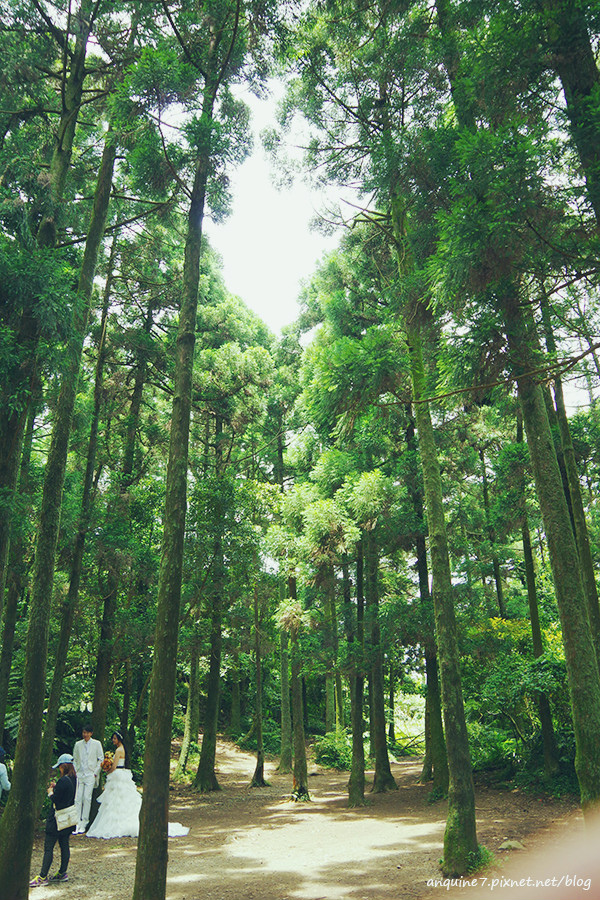 廖西瓜@陽明山竹子湖黑森林12