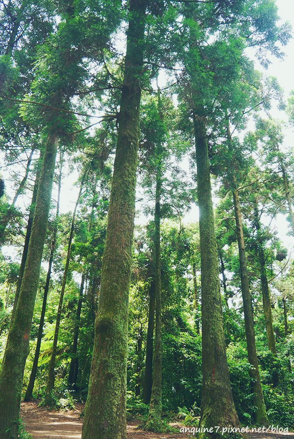 廖西瓜@陽明山竹子湖黑森林13