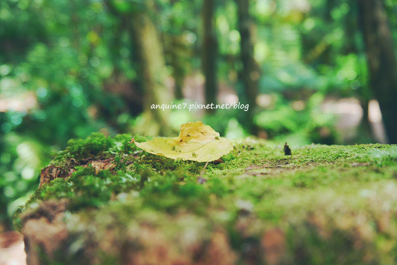 廖西瓜@陽明山竹子湖黑森林6