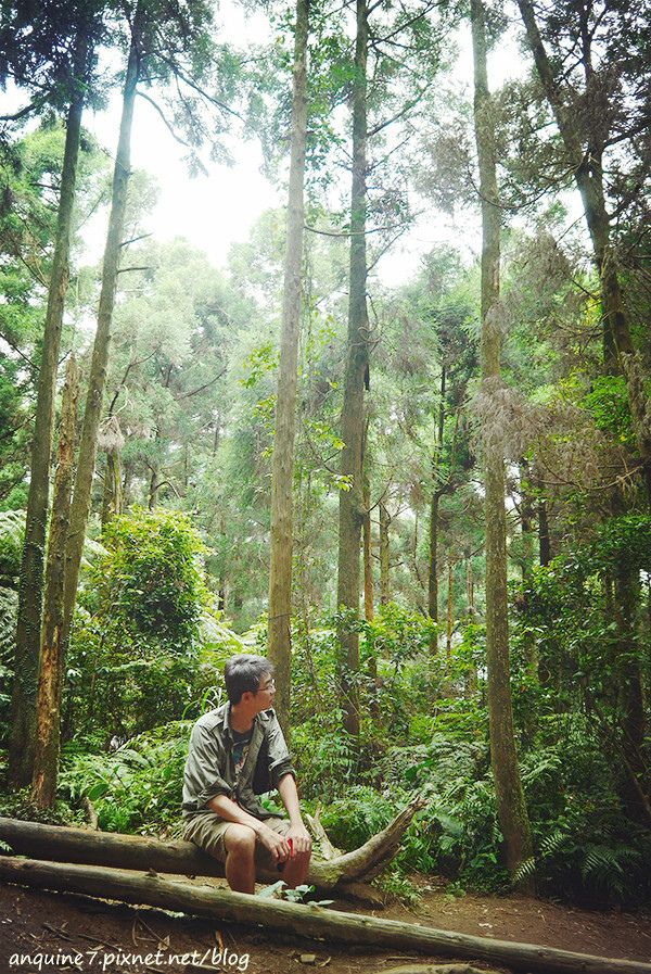 廖西瓜@陽明山竹子湖黑森林10