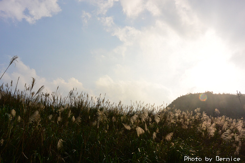 1118 2-五分山秋芒09