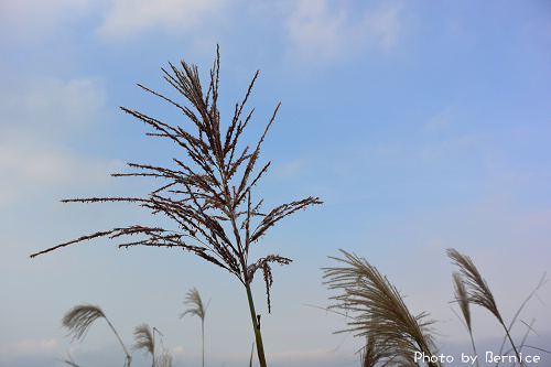 1118 2-五分山秋芒02