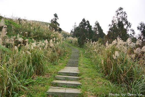 1118 2-五分山秋芒03