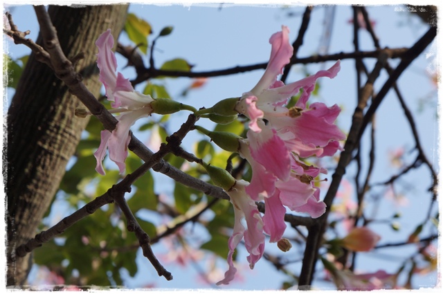 健康公園美人樹