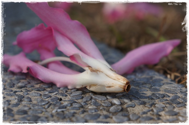 健康公園美人樹