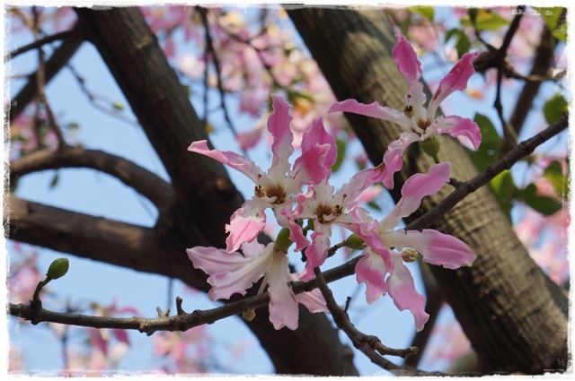 健康公園美人樹