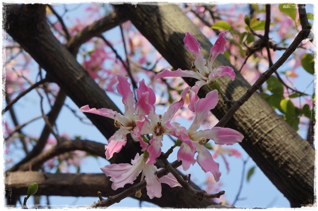 健康公園美人樹