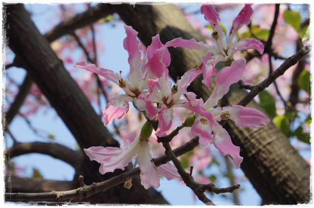 健康公園美人樹