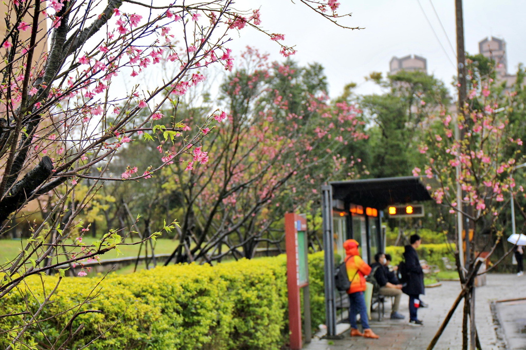 亞尼克夢想村1號店 ,陽明山美軍宿舍群,陽明山花季,櫻花季,杜鵑花季,草莓派,