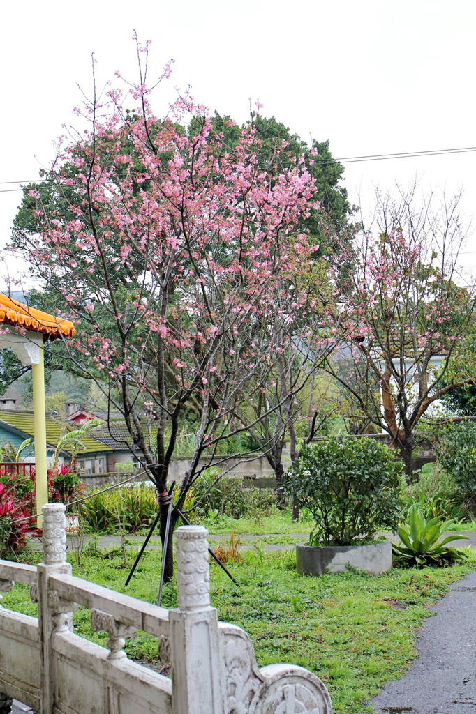 亞尼克夢想村1號店 ,陽明山美軍宿舍群,陽明山花季,櫻花季,杜鵑花季,草莓派,
