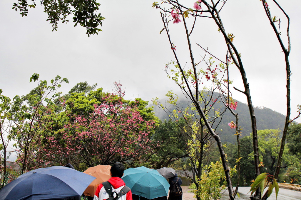 亞尼克夢想村1號店 ,陽明山美軍宿舍群,陽明山花季,櫻花季,杜鵑花季,草莓派,