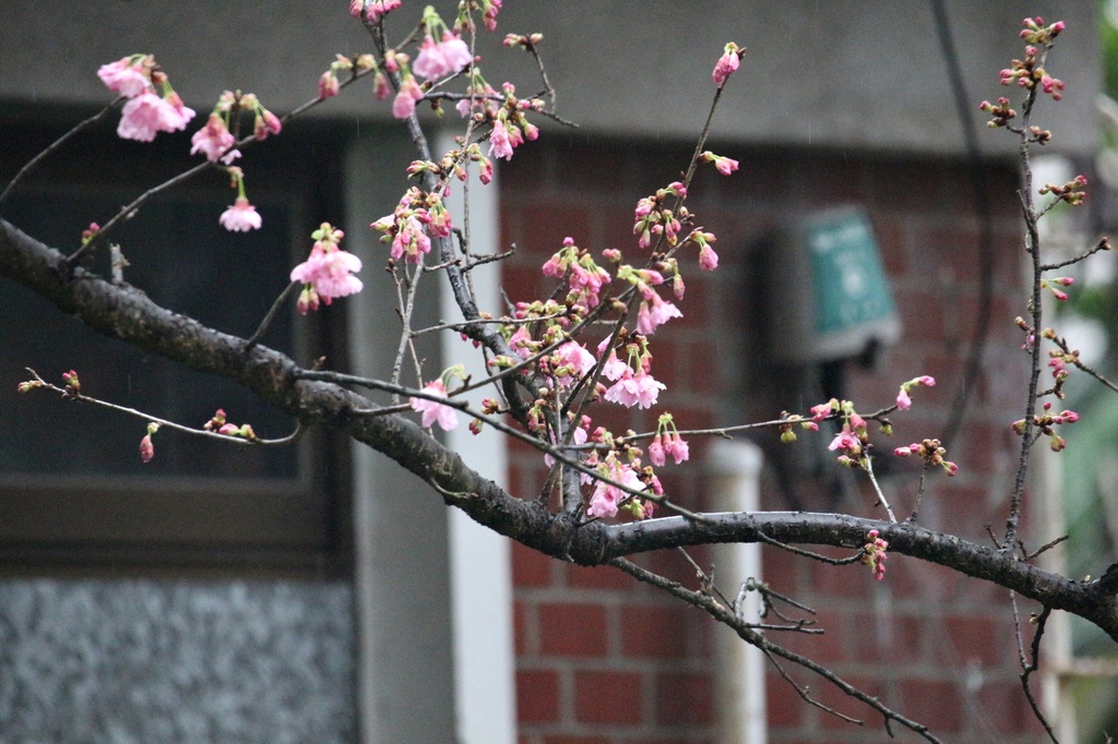 亞尼克夢想村1號店 ,陽明山美軍宿舍群,陽明山花季,櫻花季,杜鵑花季,草莓派,