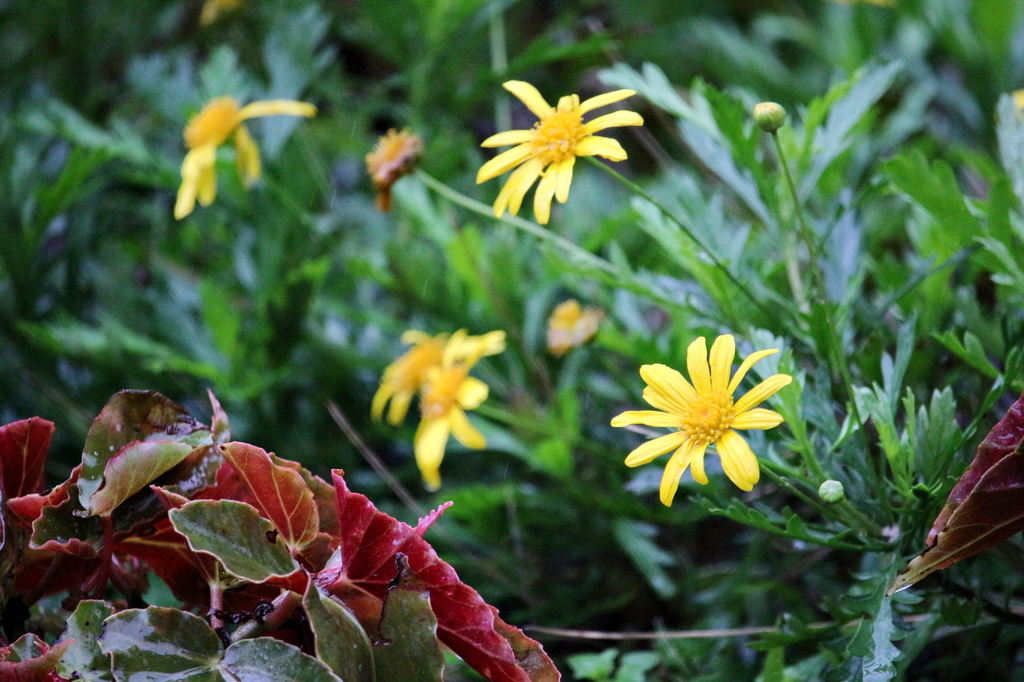 亞尼克夢想村1號店 ,陽明山美軍宿舍群,陽明山花季,櫻花季,杜鵑花季,草莓派,