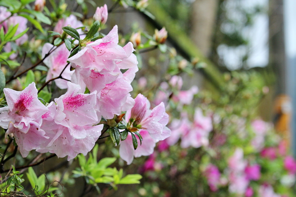 亞尼克夢想村1號店 ,陽明山美軍宿舍群,陽明山花季,櫻花季,杜鵑花季,草莓派,