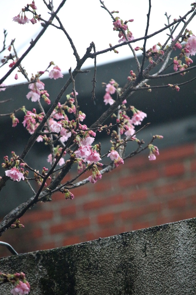亞尼克夢想村1號店 ,陽明山美軍宿舍群,陽明山花季,櫻花季,杜鵑花季,草莓派,