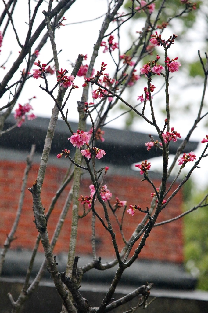 亞尼克夢想村1號店 ,陽明山美軍宿舍群,陽明山花季,櫻花季,杜鵑花季,草莓派,