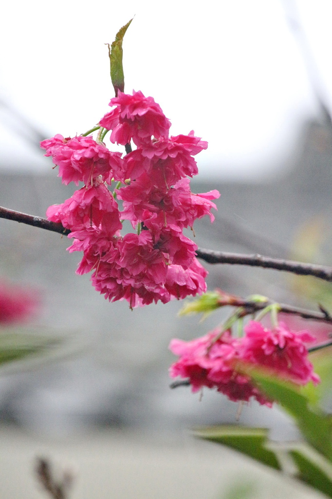 亞尼克夢想村1號店 ,陽明山美軍宿舍群,陽明山花季,櫻花季,杜鵑花季,草莓派,
