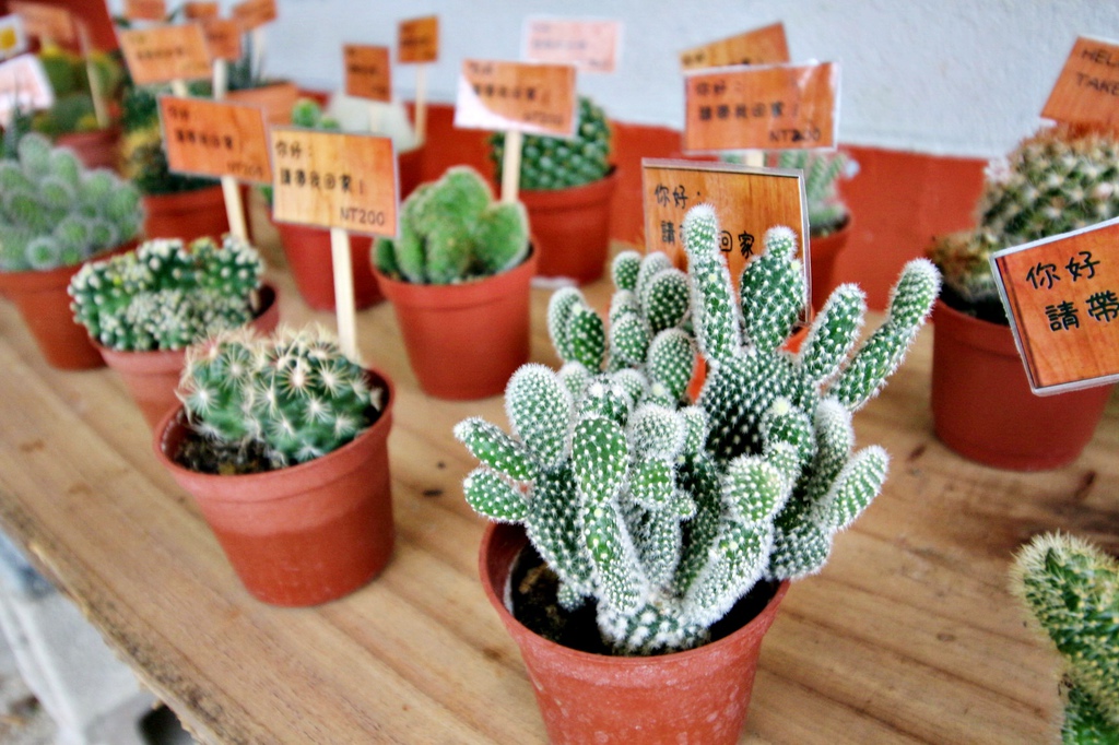 亞尼克夢想村1號店 ,陽明山美軍宿舍群,陽明山花季,櫻花季,杜鵑花季,草莓派,