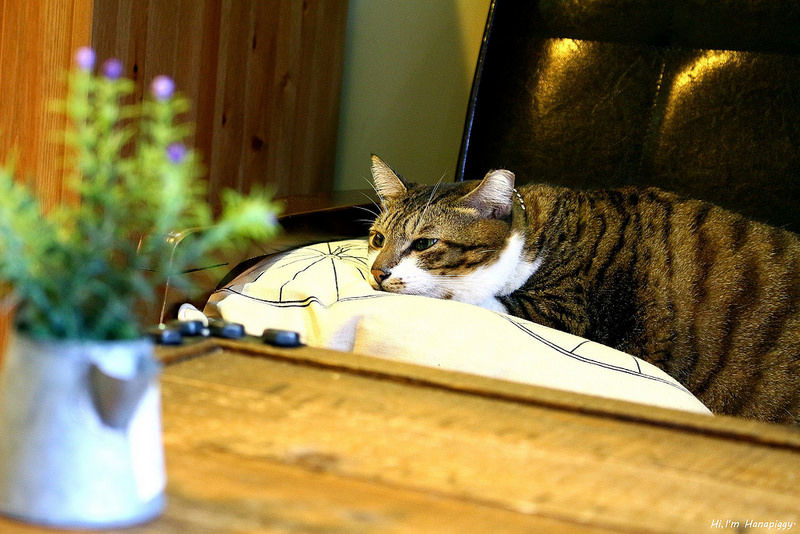 是啡之地(米蘭15caffee)樹林 (8)