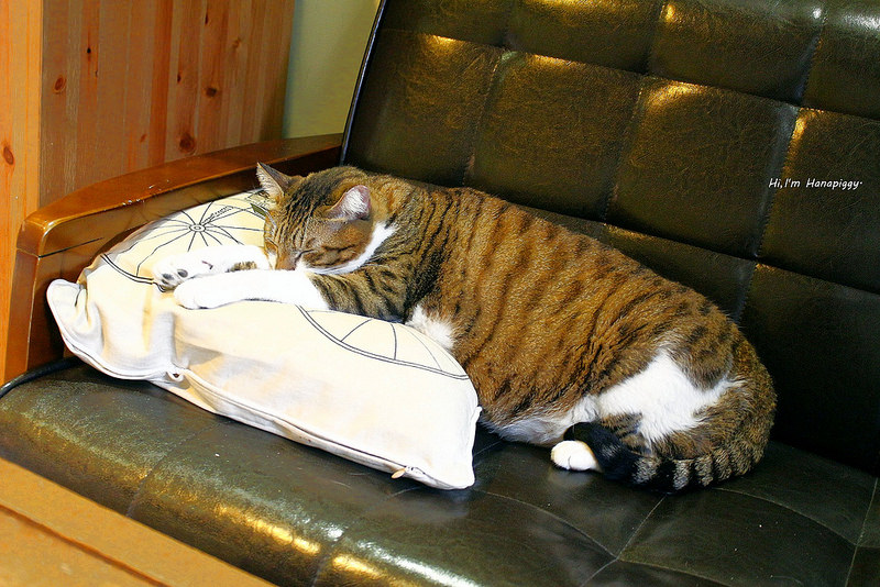 是啡之地(米蘭15caffee)樹林 (14)