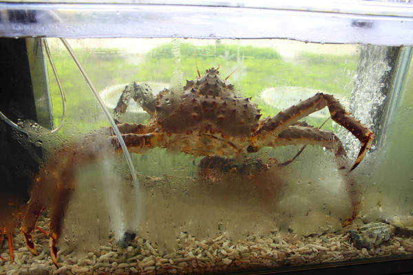 江戶龍鍋物料理：[高雄]頂級鍋物享受。美味 江戶龍鍋物料理