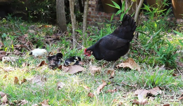 果農之家:台南美食餐廳 果農之家