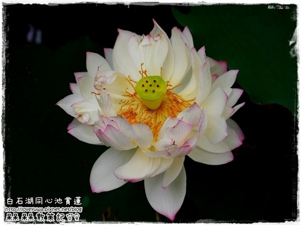 白石湖同心池：【台北◍•ᴗ•◍內湖】景點・白石湖同心池賞牡丹荷｜幸福景點新風情，夏日蓮花盛開