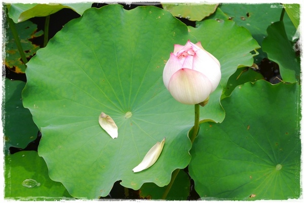 白石湖同心池：【台北◍•ᴗ•◍內湖】景點・白石湖同心池賞牡丹荷｜幸福景點新風情，夏日蓮花盛開