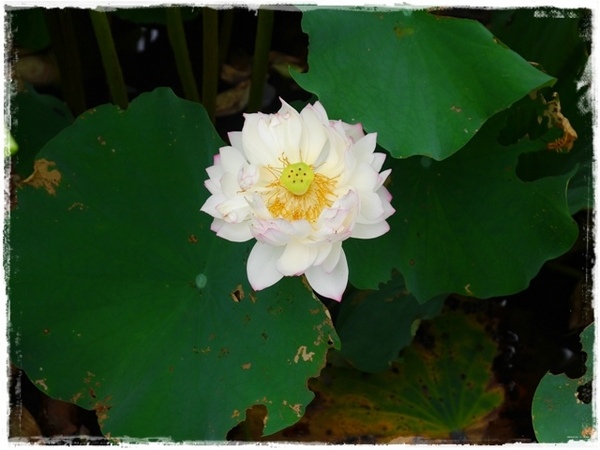 白石湖同心池：【台北◍•ᴗ•◍內湖】景點・白石湖同心池賞牡丹荷｜幸福景點新風情，夏日蓮花盛開