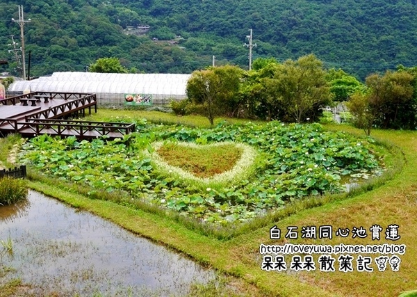 白石湖同心池：【台北◍•ᴗ•◍內湖】景點・白石湖同心池賞牡丹荷｜幸福景點新風情，夏日蓮花盛開