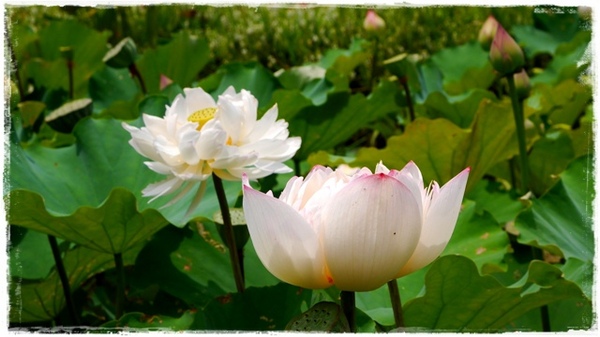 白石湖同心池：【台北◍•ᴗ•◍內湖】景點・白石湖同心池賞牡丹荷｜幸福景點新風情，夏日蓮花盛開