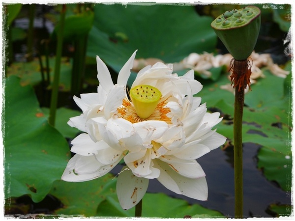 白石湖同心池：【台北◍•ᴗ•◍內湖】景點・白石湖同心池賞牡丹荷｜幸福景點新風情，夏日蓮花盛開