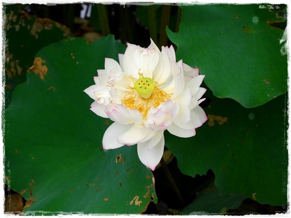 白石湖同心池：【台北◍•ᴗ•◍內湖】景點・白石湖同心池賞牡丹荷｜幸福景點新風情，夏日蓮花盛開