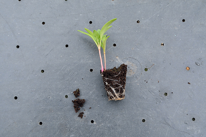 桃園中壢平鎮八德一日遊行程:愛上哥們偶像劇景點八塊畫室,忠貞市場跨族裔美食,沛芳有機農場