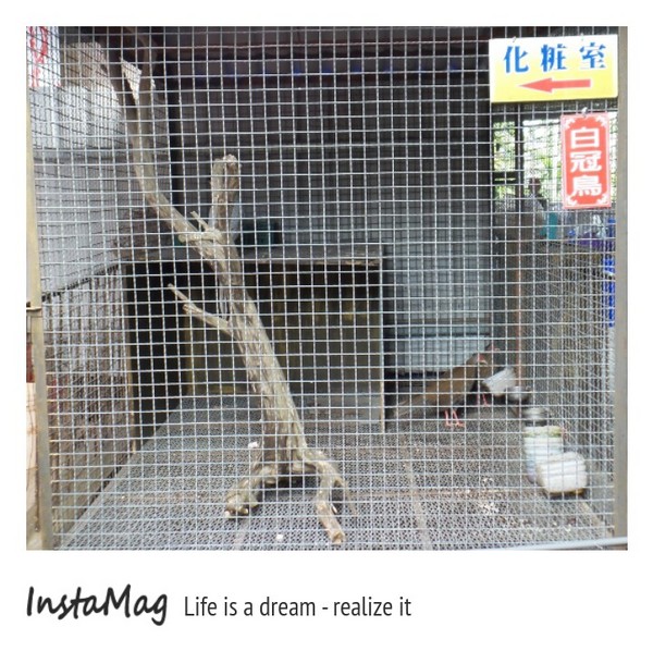 微光森林：微光森林鳳梨酥