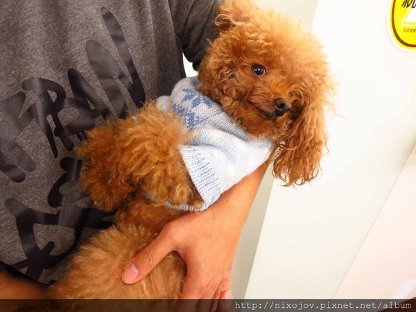 【台北】342巷咖啡-珍珠奶茶鬆餅-永春捷運站