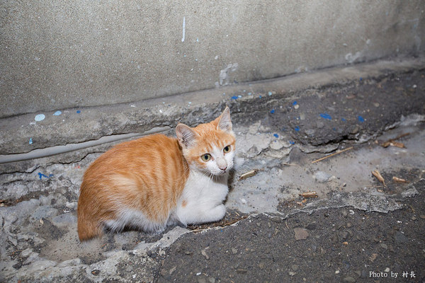 胡厝寮彩繪村:【遊記】{台南。善化區}紅磚牆的新外套-胡厝寮外婆的彩繪牆