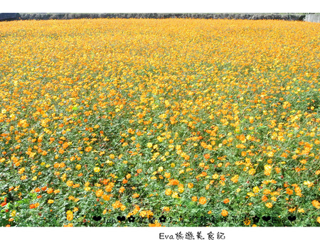 三星鄉：【遊記】oO。宜蘭 三星鄉*２０１５三星鄉花海氣球嘉年華*   超美花海和五顏六色的熱氣球，看了心情好好～。o○。