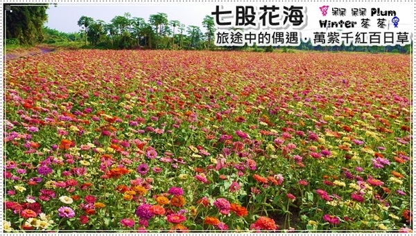 七股花海：【台南◍•ᴗ•◍七股】賞花秘境✯私房景點・2014七股花海｜旅途中的偶遇，萬紫千紅百日草