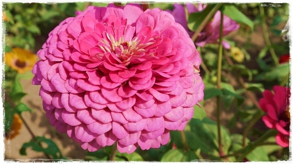 七股花海：【台南◍•ᴗ•◍七股】賞花秘境✯私房景點・2014七股花海｜旅途中的偶遇，萬紫千紅百日草