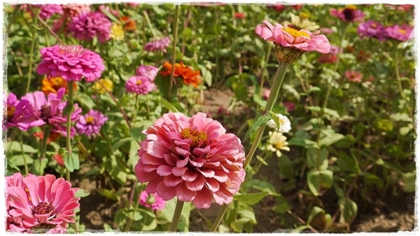 七股花海：【台南◍•ᴗ•◍七股】賞花秘境✯私房景點・2014七股花海｜旅途中的偶遇，萬紫千紅百日草