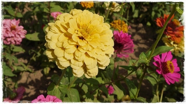 七股花海：【台南◍•ᴗ•◍七股】賞花秘境✯私房景點・2014七股花海｜旅途中的偶遇，萬紫千紅百日草