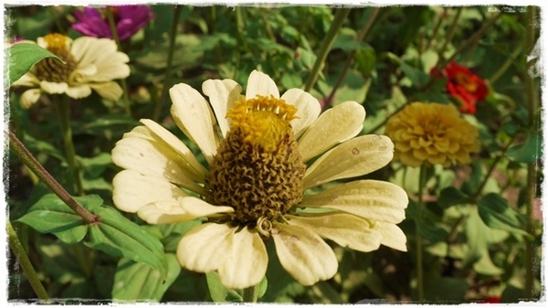 七股花海：【台南◍•ᴗ•◍七股】賞花秘境✯私房景點・2014七股花海｜旅途中的偶遇，萬紫千紅百日草