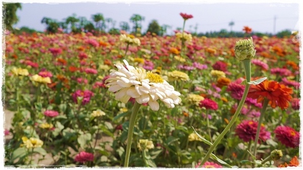 七股花海：【台南◍•ᴗ•◍七股】賞花秘境✯私房景點・2014七股花海｜旅途中的偶遇，萬紫千紅百日草