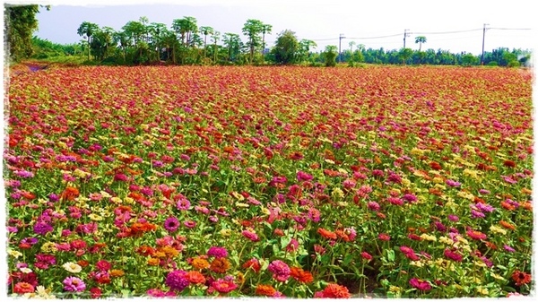 七股花海：【台南◍•ᴗ•◍七股】賞花秘境✯私房景點・2014七股花海｜旅途中的偶遇，萬紫千紅百日草