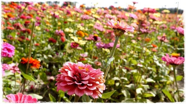 七股花海：【台南◍•ᴗ•◍七股】賞花秘境✯私房景點・2014七股花海｜旅途中的偶遇，萬紫千紅百日草