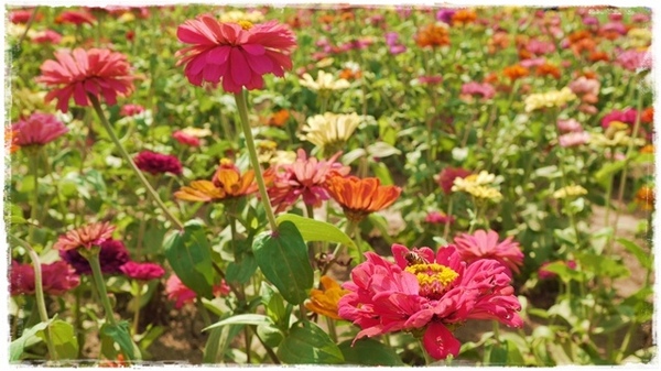 七股花海：【台南◍•ᴗ•◍七股】賞花秘境✯私房景點・2014七股花海｜旅途中的偶遇，萬紫千紅百日草