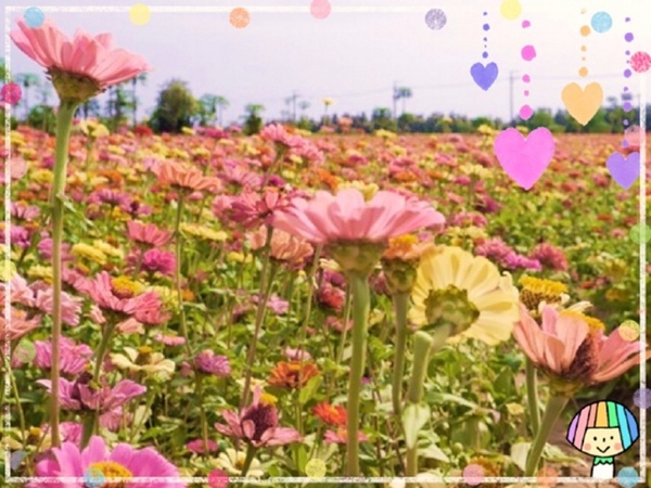 七股花海：【台南◍•ᴗ•◍七股】賞花秘境✯私房景點・2014七股花海｜旅途中的偶遇，萬紫千紅百日草