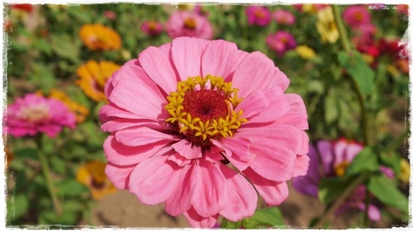 七股花海：【台南◍•ᴗ•◍七股】賞花秘境✯私房景點・2014七股花海｜旅途中的偶遇，萬紫千紅百日草